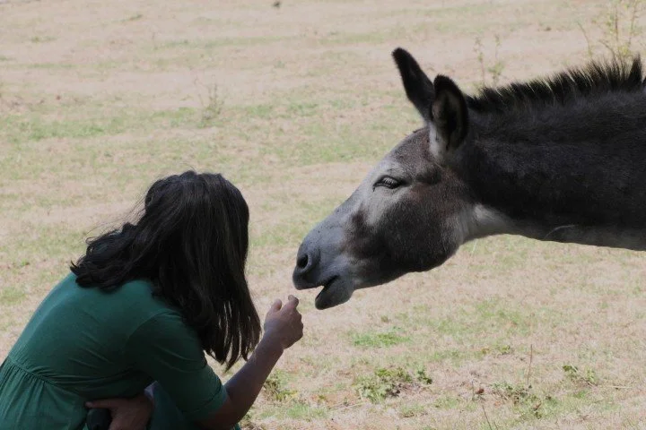 Une jeune fille rencontre un cheval dans un champ
