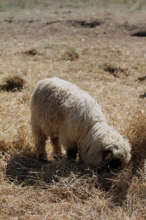 Un chien de bergère blanc mangeant de l'herbe dans un champ sec.