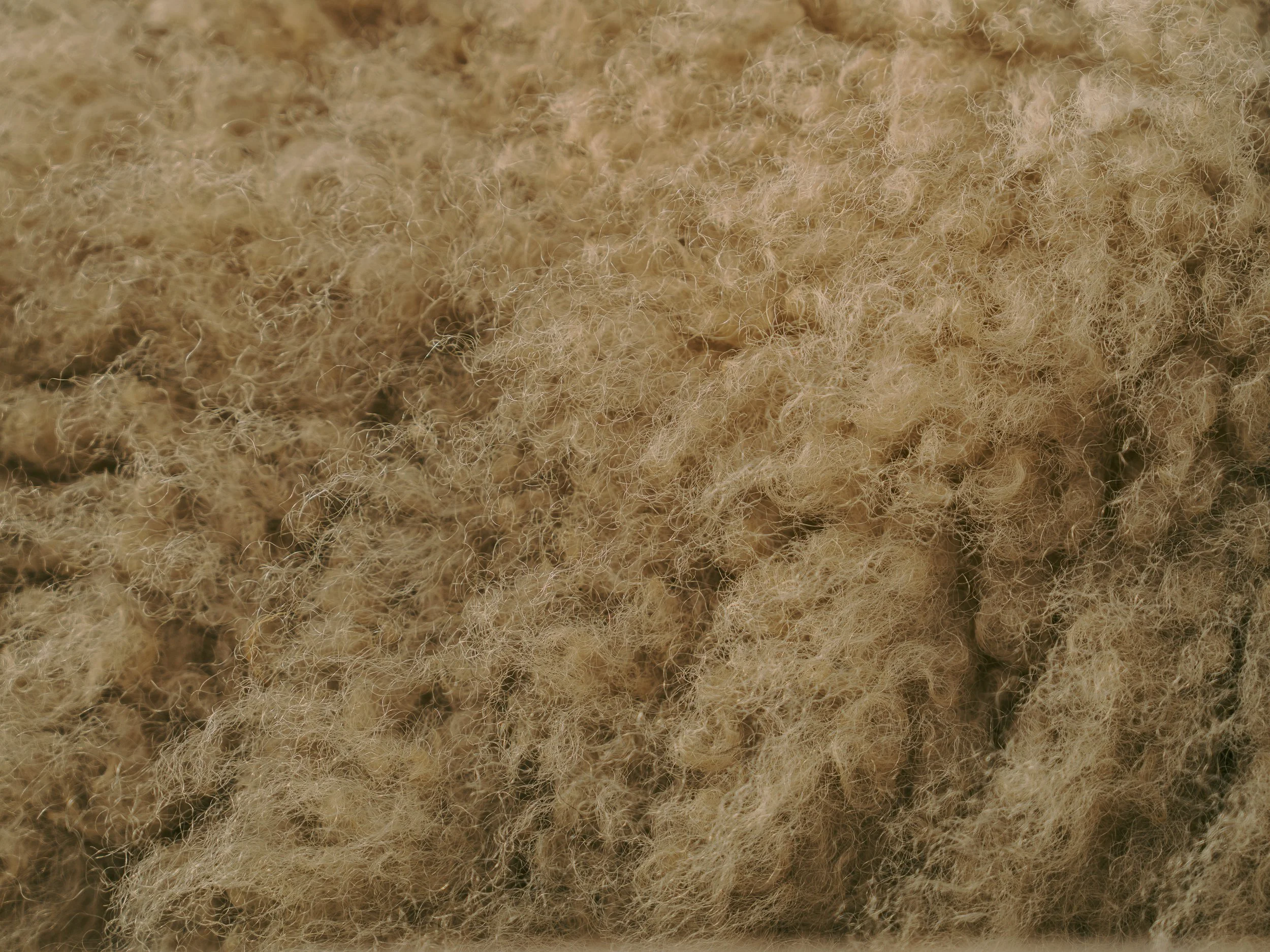 Gros plan de laine ou de fibres naturelles, beige clair, avec une texture bouclée et duveteuse.
