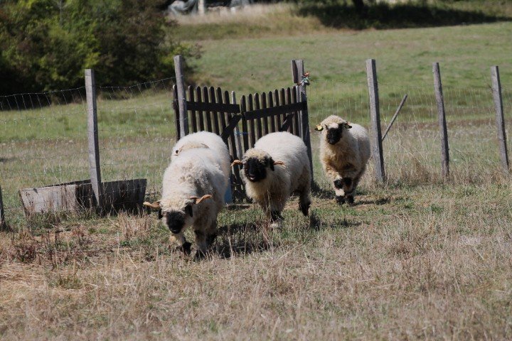 Trois moutons blancs courant dans un champ en face d'une petite barrière en bois et d'une clôture en fil métallique.