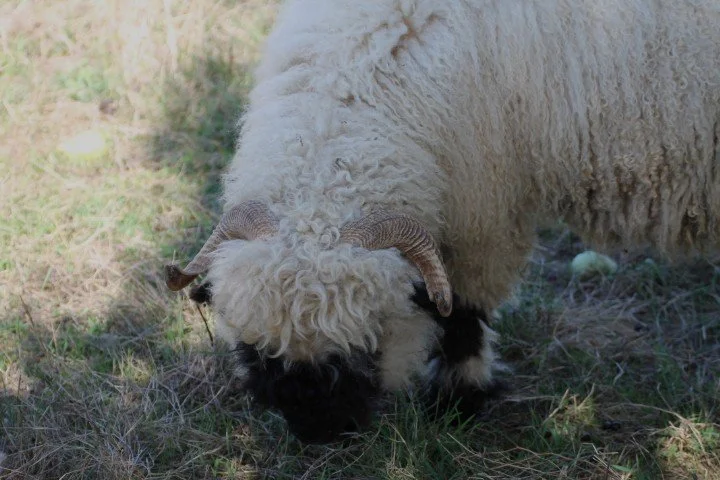 Une chèvre blanche avec des cornes courbées regarde vers le sol dans une prairie