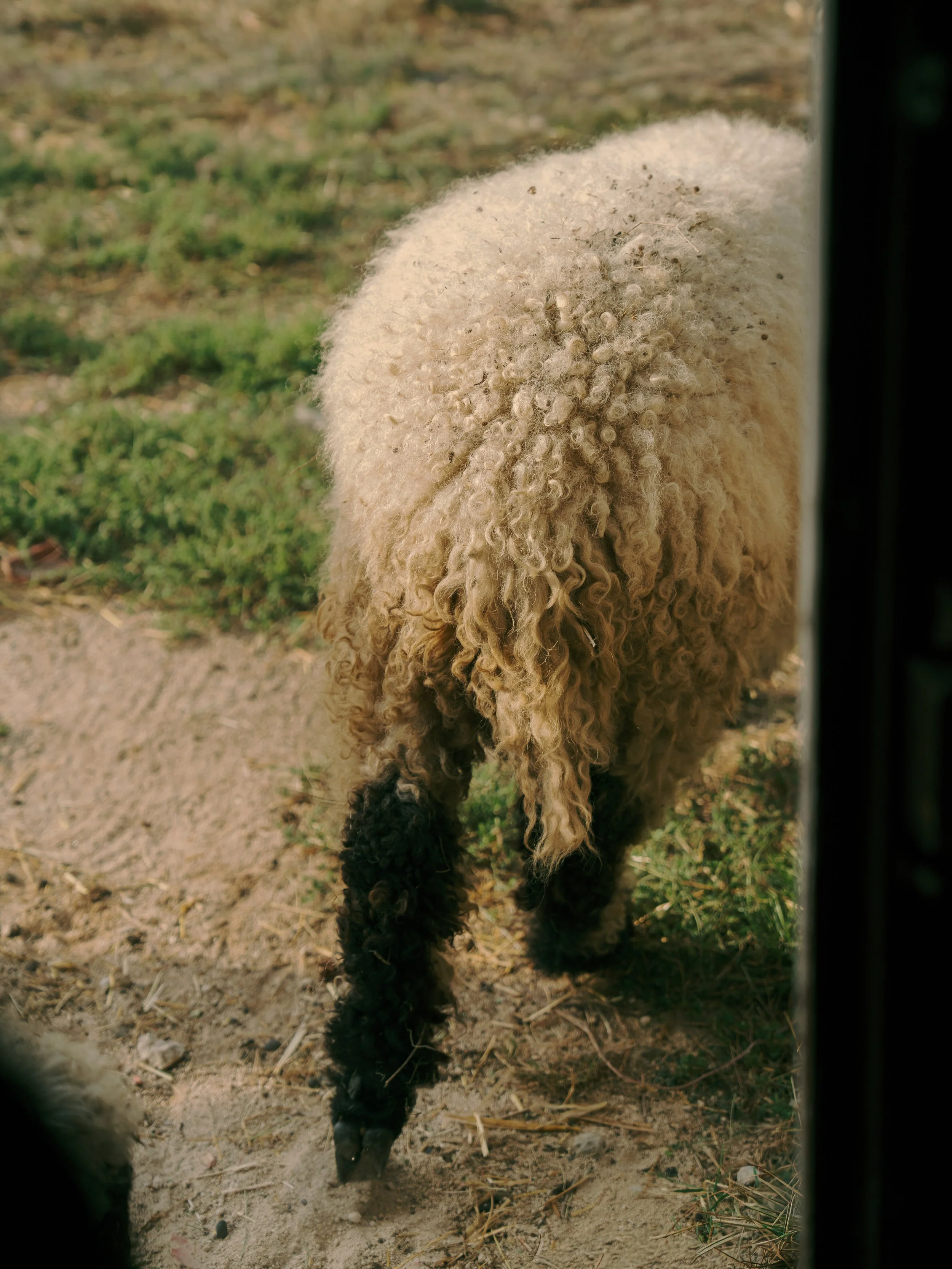 Un mouton vu de dos, avec une laine bouclée blanche et des pattes noires, dehors sur un sol en terre avec de l'herbe aux alentours, vu partiellement à travers une barrière ou une clôture.