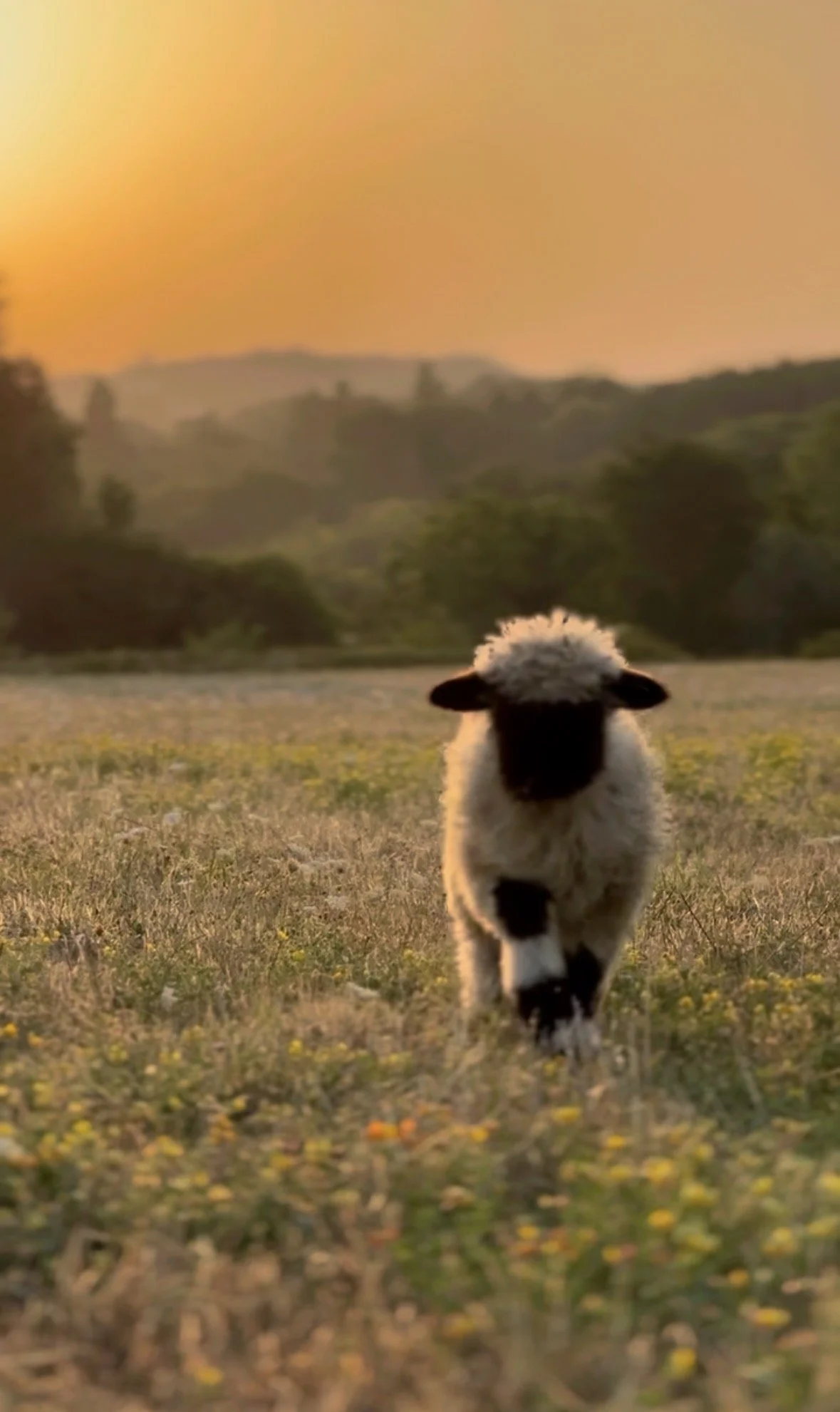 Un agneau blanc avec un visage noir marche vers la caméra dans un champ avec des fleurs jaunes au coucher de soleil.