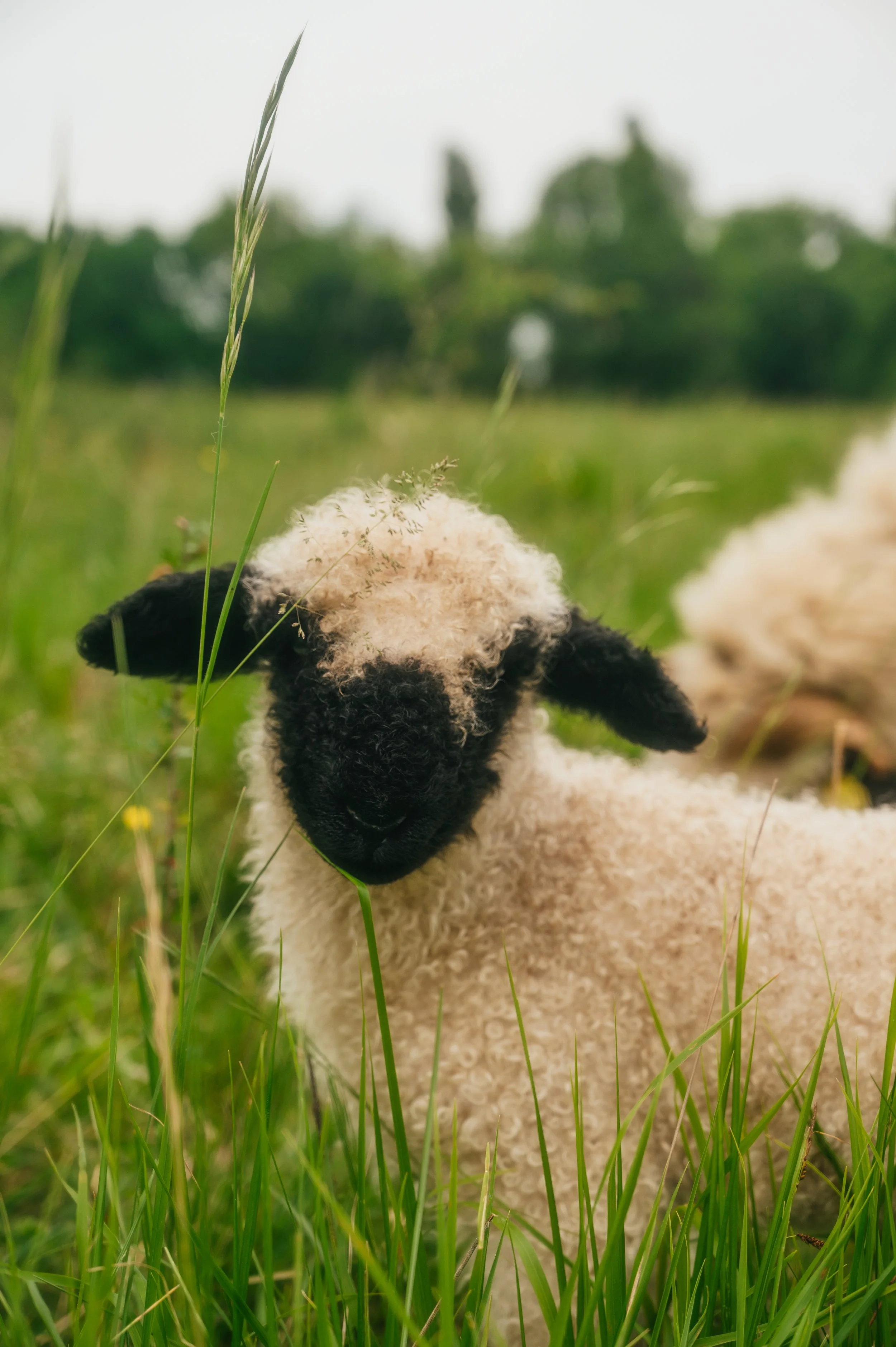 Petit mouton noir et blanc dans un champ d'herbe verte, avec des arbres flous en arrière-plan.
