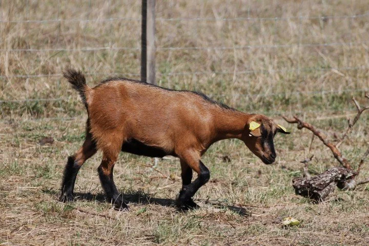 Un petit animal de ferme, probablement un chevreau, marche dans un pré avec une clôture en arrière-plan. Il a des oreilles avec des étiquettes jaunes, un pelage brun et noir, et une queue courte enroulée.