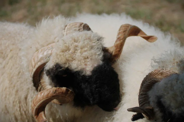 Un mouton avec des cornes torsadées et une toison épaisse sur un pâturage.