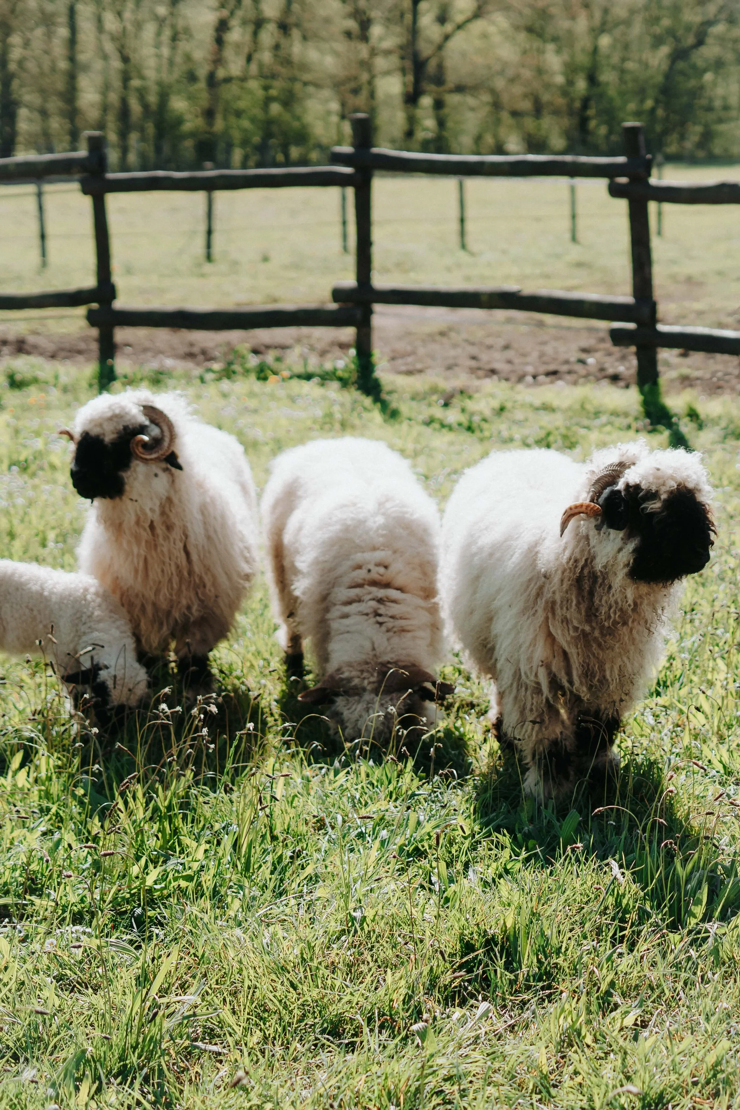 Trois moutons avec des cornes blanches, noire et brune, dans une prairie verte sous un ciel ensoleillé.