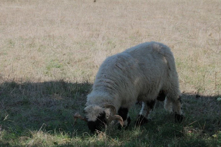 Une chèvre blanche qui paît dans un champ ensoleillé.