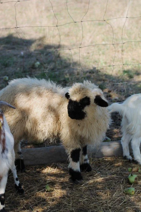 Un petit mouton à laine épaisse avec un visage noir, dans un enclos extérieur, en arrière-plan une clôture en fil de fer.