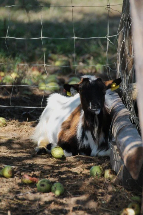 Une chèvre couchée près d'un filet de clôture avec plusieurs pommes tombées au sol.