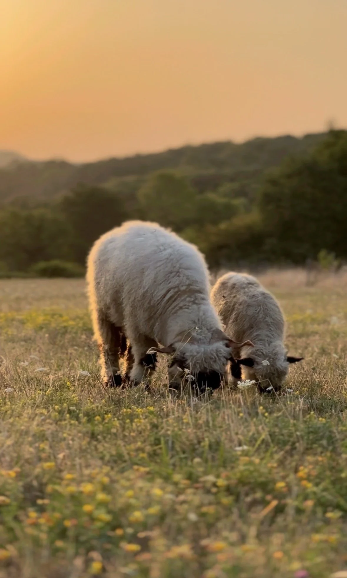 Deux cochons sauvages broutent dans un pré au coucher du soleil, avec des collines en arrière-plan.