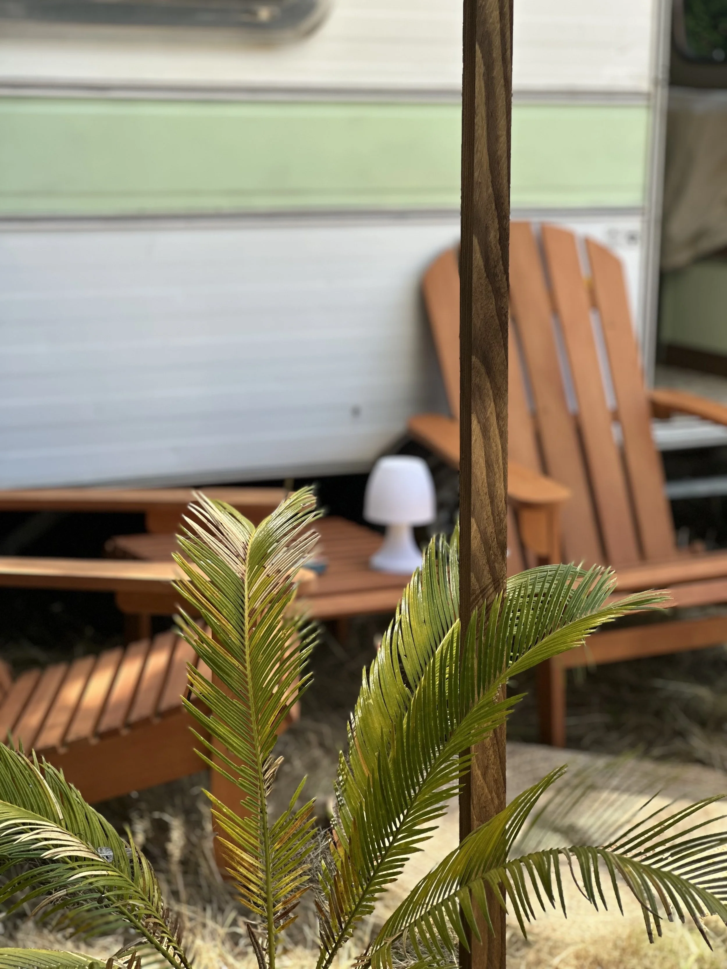 Une plante verte avec des feuilles longues et fines, devant un mobilier en bois et une petite lampe blanche de table dans un espace extérieur.