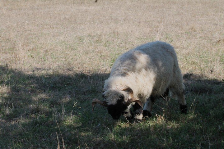 Une vache blanche et noire dans une prairie en train de brouter.