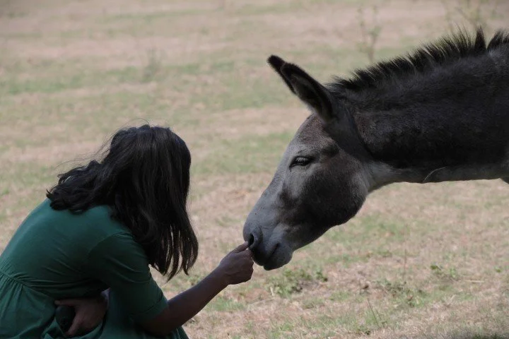 Une femme touche le museau d'un cheval noir dans un champ