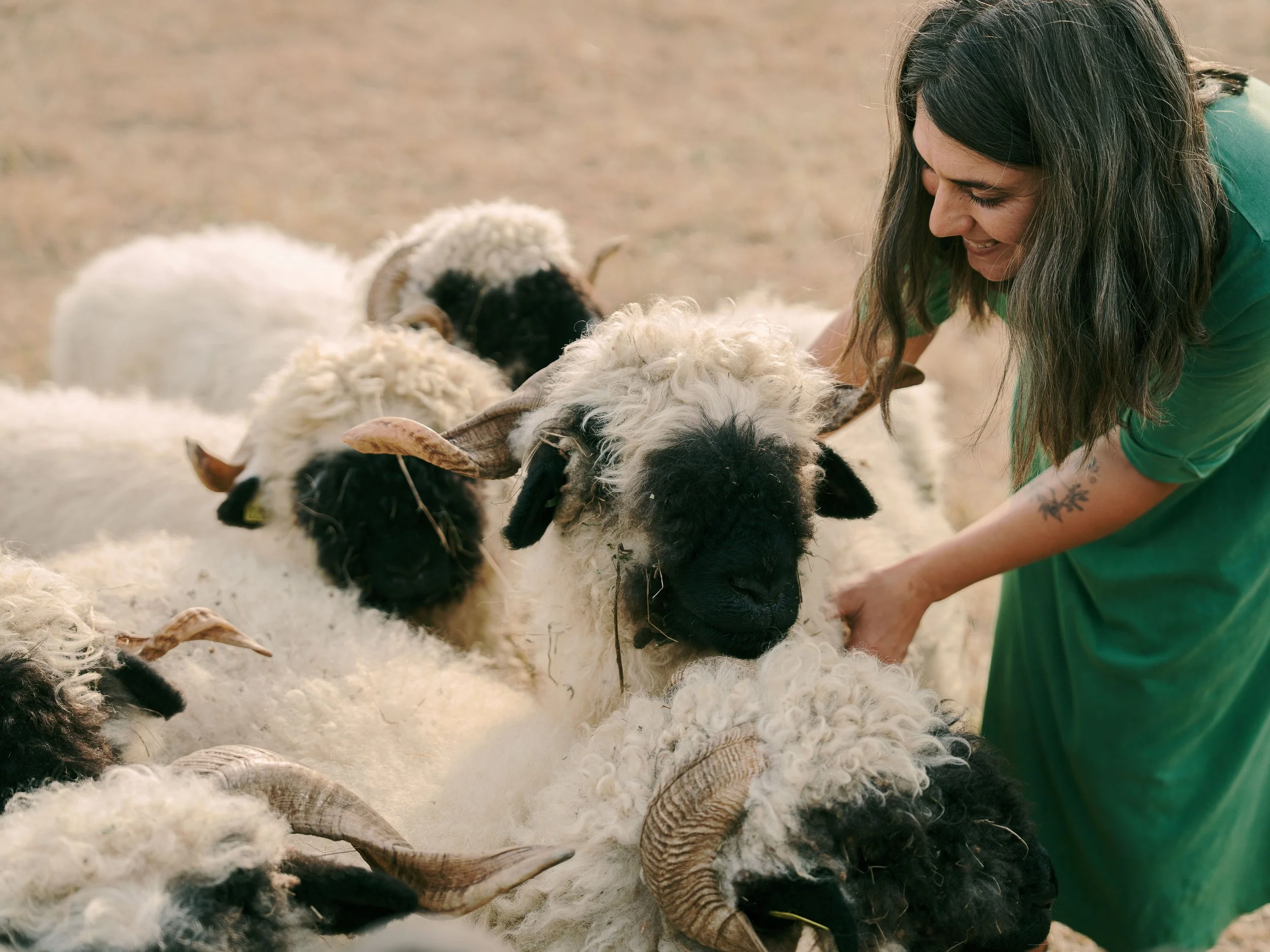 Une femme souriante avec long cheveux bruns, portant un t-shirt vert, qui joue avec plusieurs moutons noirs, blancs et tachetés dans un environnement extérieur