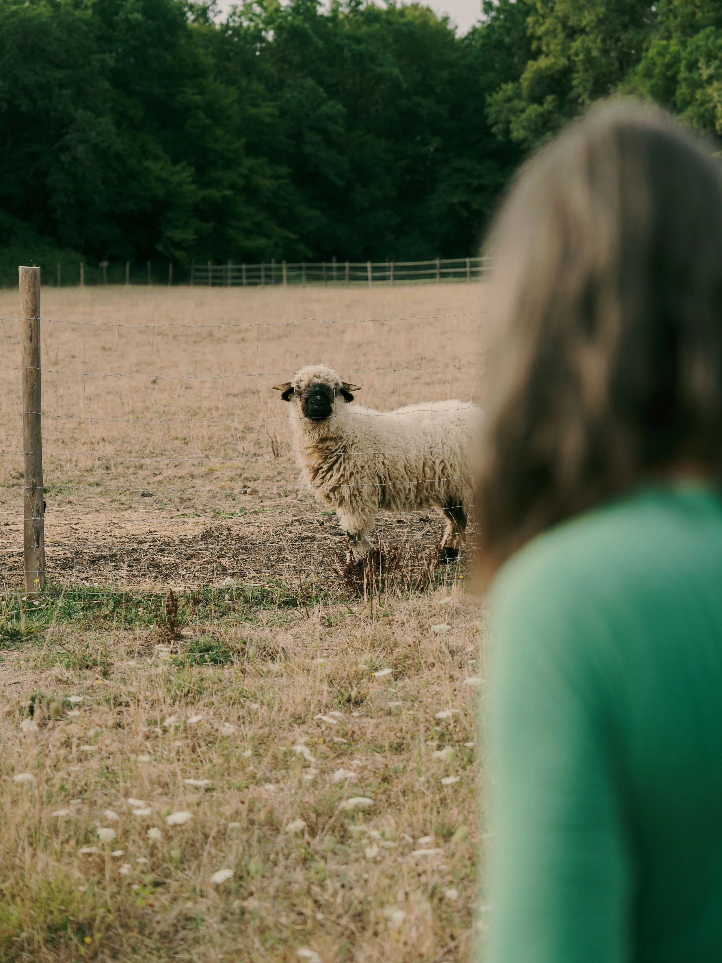 Un mouton blanc avec une tête noire, debout derrière une clôture en fil de fer dans un champ, avec une personne en vert vue de dos au premier plan et un arrière-plan forestier.