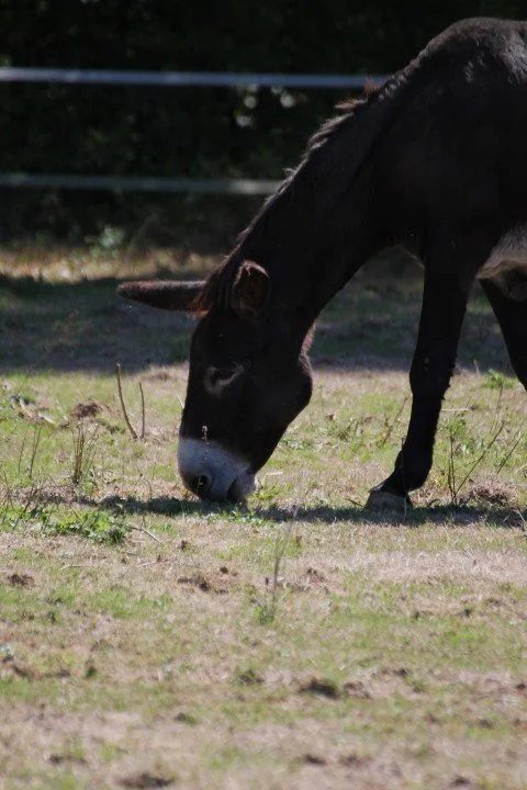 Un cheval noir qui broute de l'herbe dans un champ