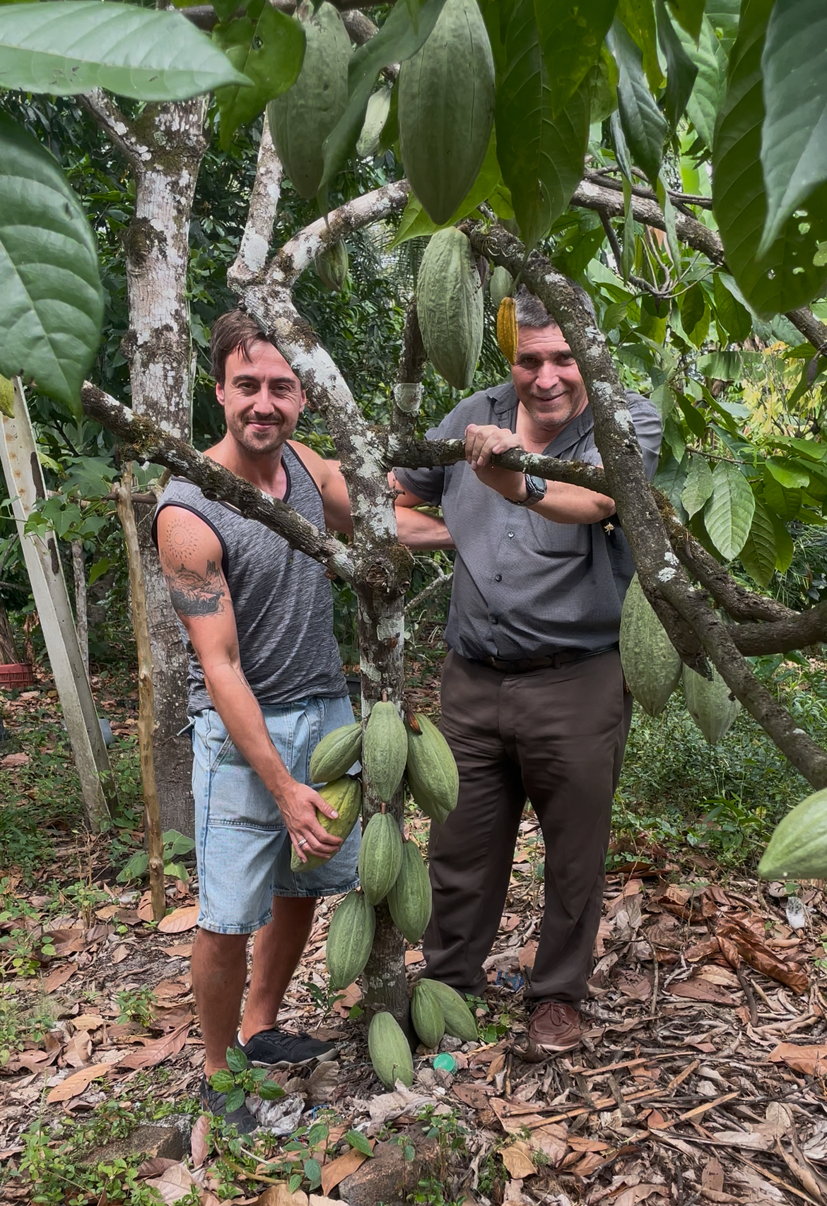 Two men are standing in a cacao tree orchard, with one holding large cacao pods. They are smiling and appear to be inspecting the cacao fruit.