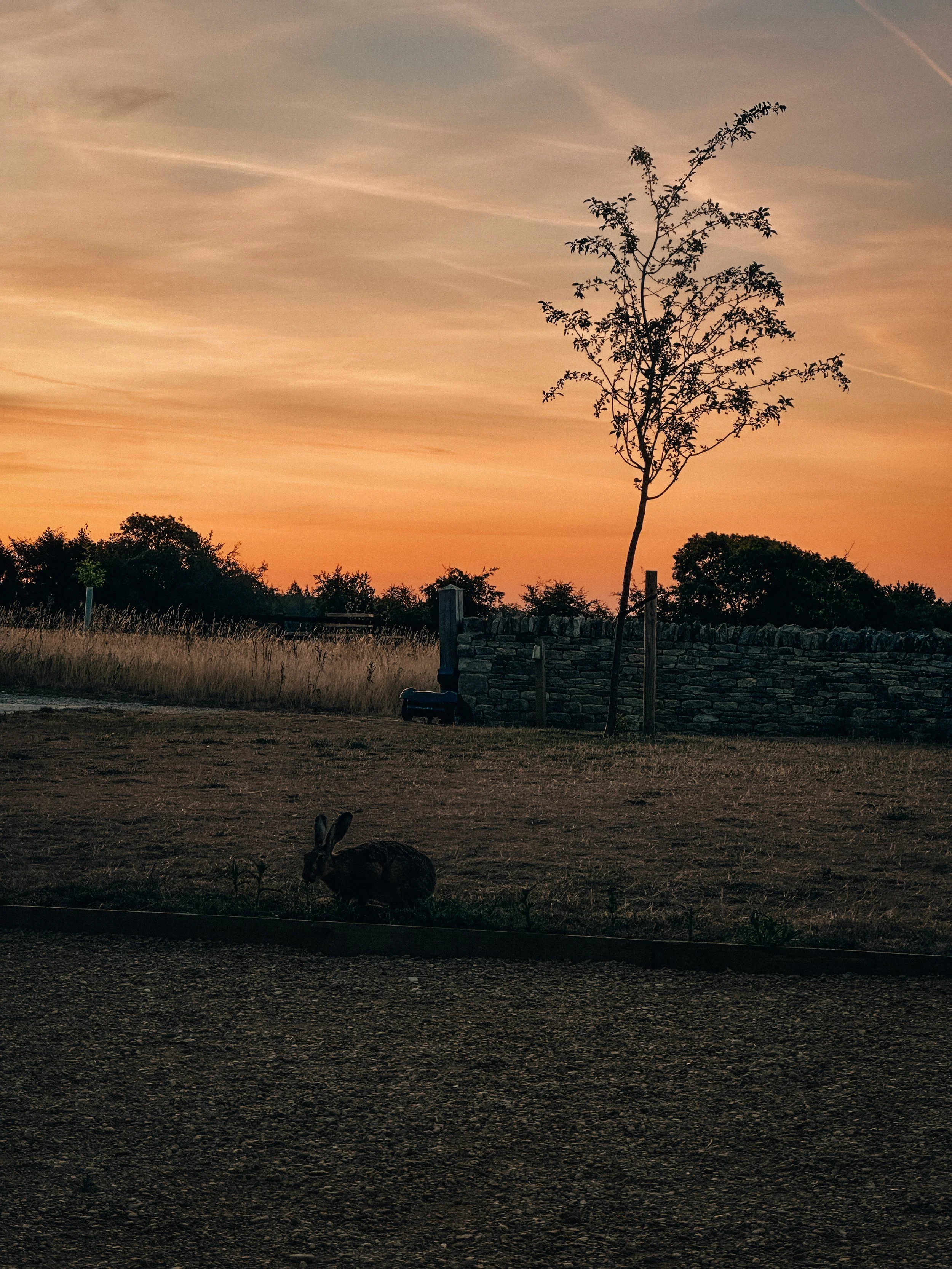 A rural scene at dusk with a silhouetted rabbit lying on the ground in the foreground, a tree and stone wall in the middle, and a sunset sky with wispy clouds in the background.