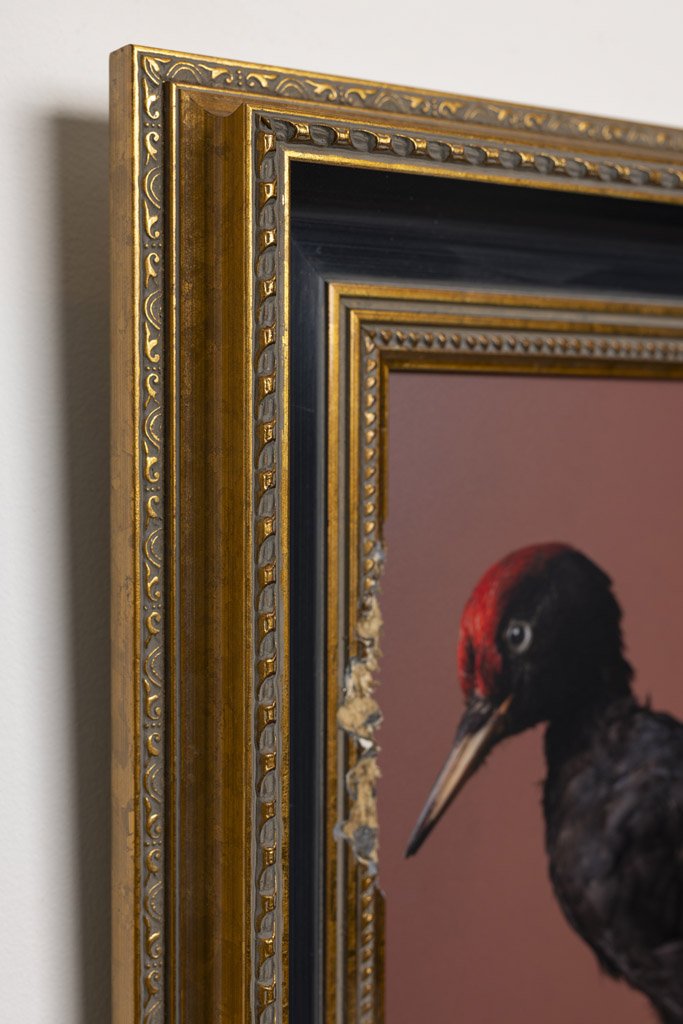 kaat-stieber-black-woodpecker-framed-2661.jpg