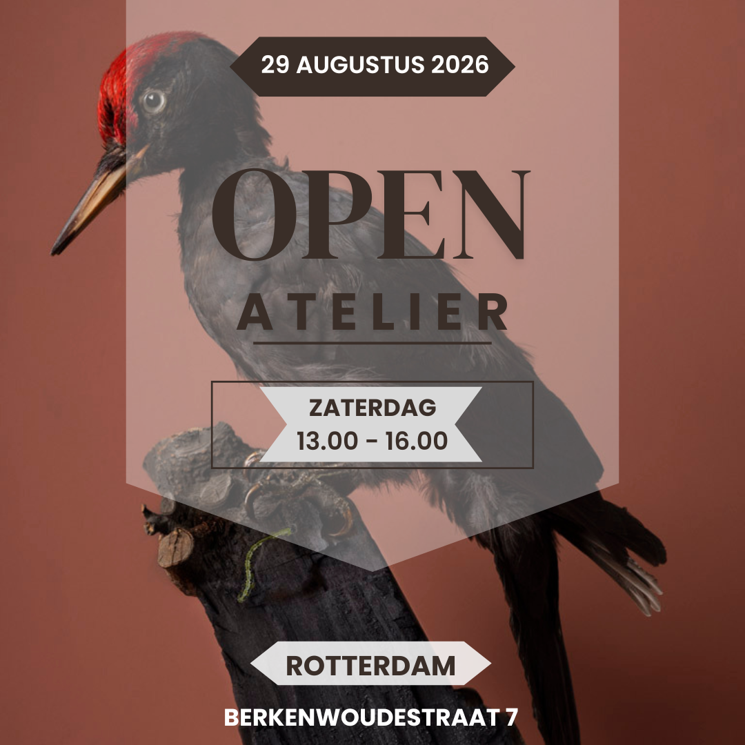 Flyer voor een open atelier op 29 augustus 2026, zaterdag van 13.00 tot 16.00 uur, locatie Rotterdam, Berkenwoudestraat 7, met een afbeelding van een zwart en rood gekleurde specht.