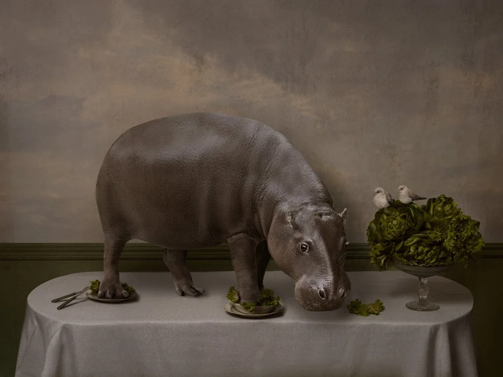 Hippo's dinner