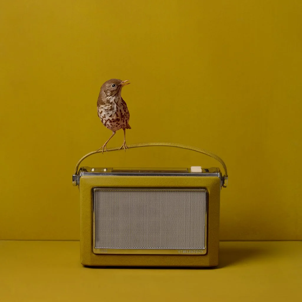 kaat-stieber-radio-song.jpg