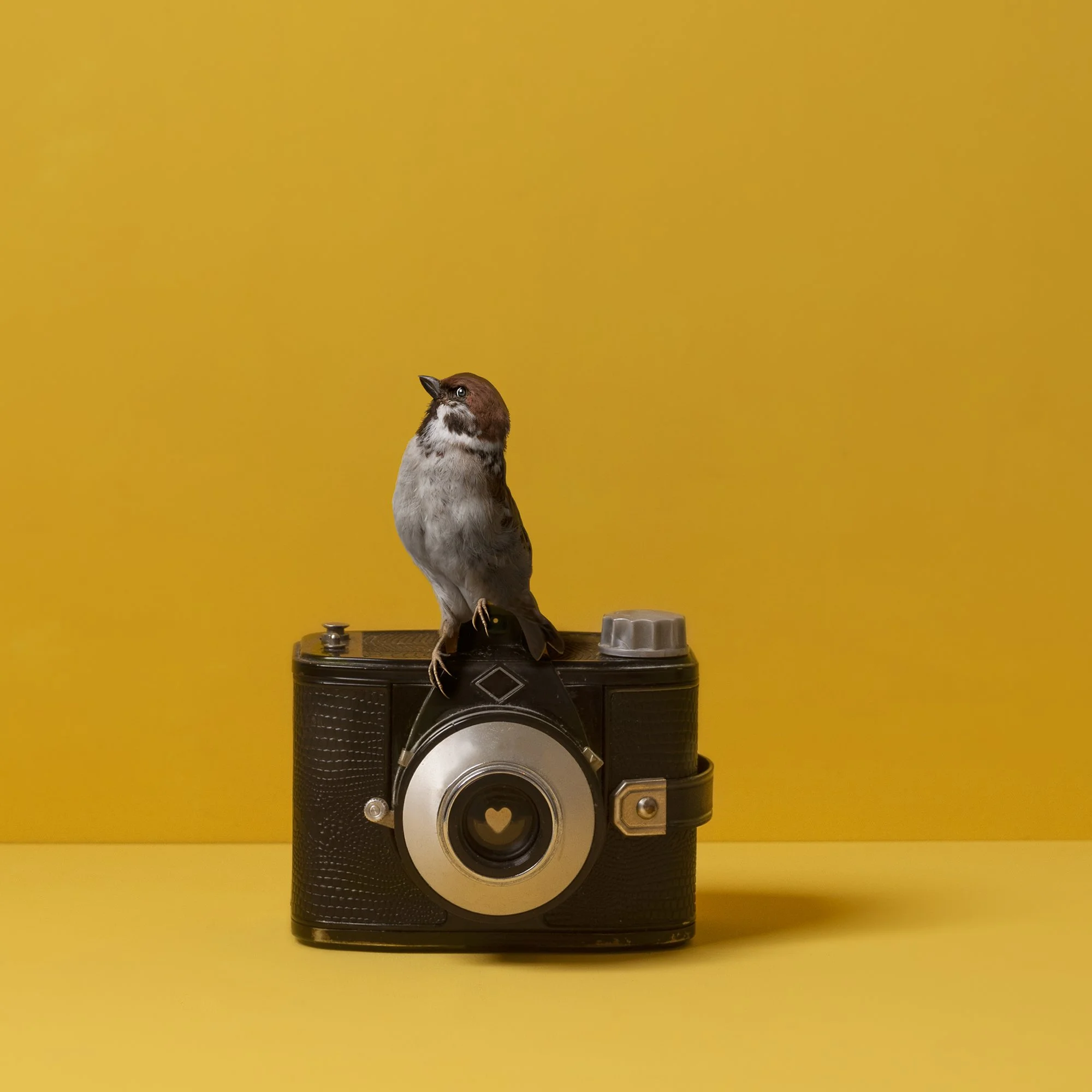 Click: 