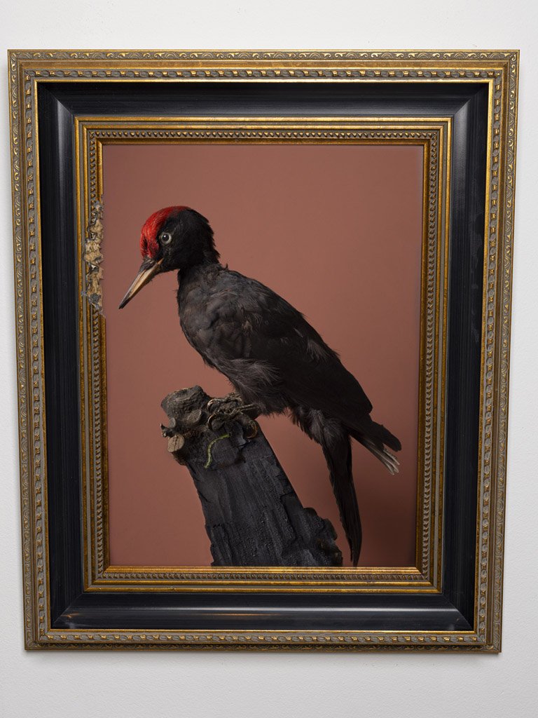 kaat-stieber-black-woodpecker-framed-2654_2.jpg