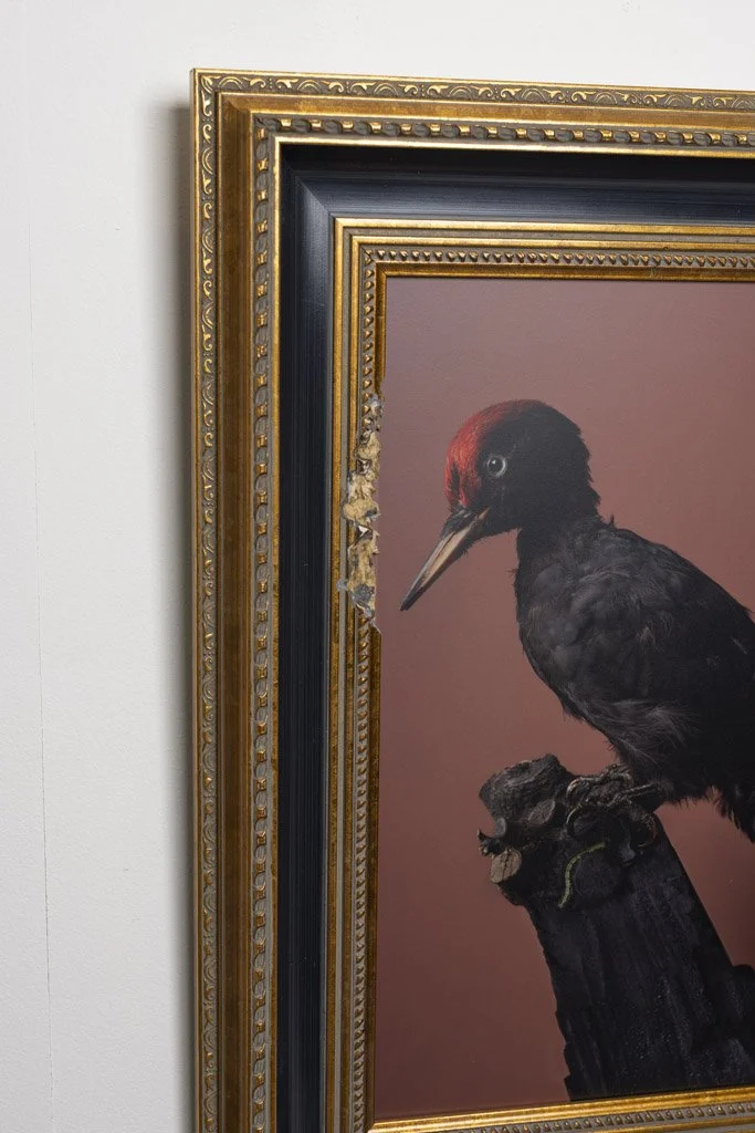 kaat-stieber-black-woodpecker-framed-2655.jpg