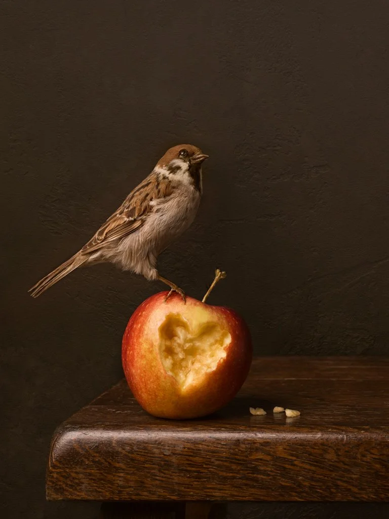 Sparrow