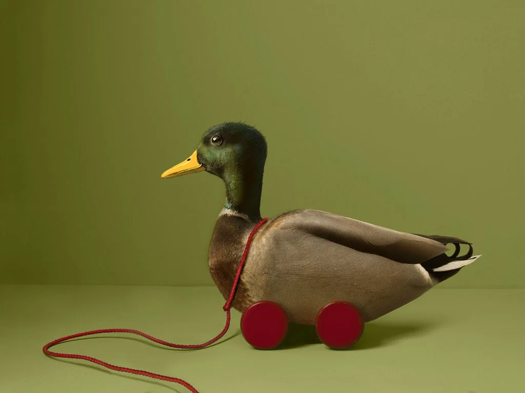 Lucky Duck