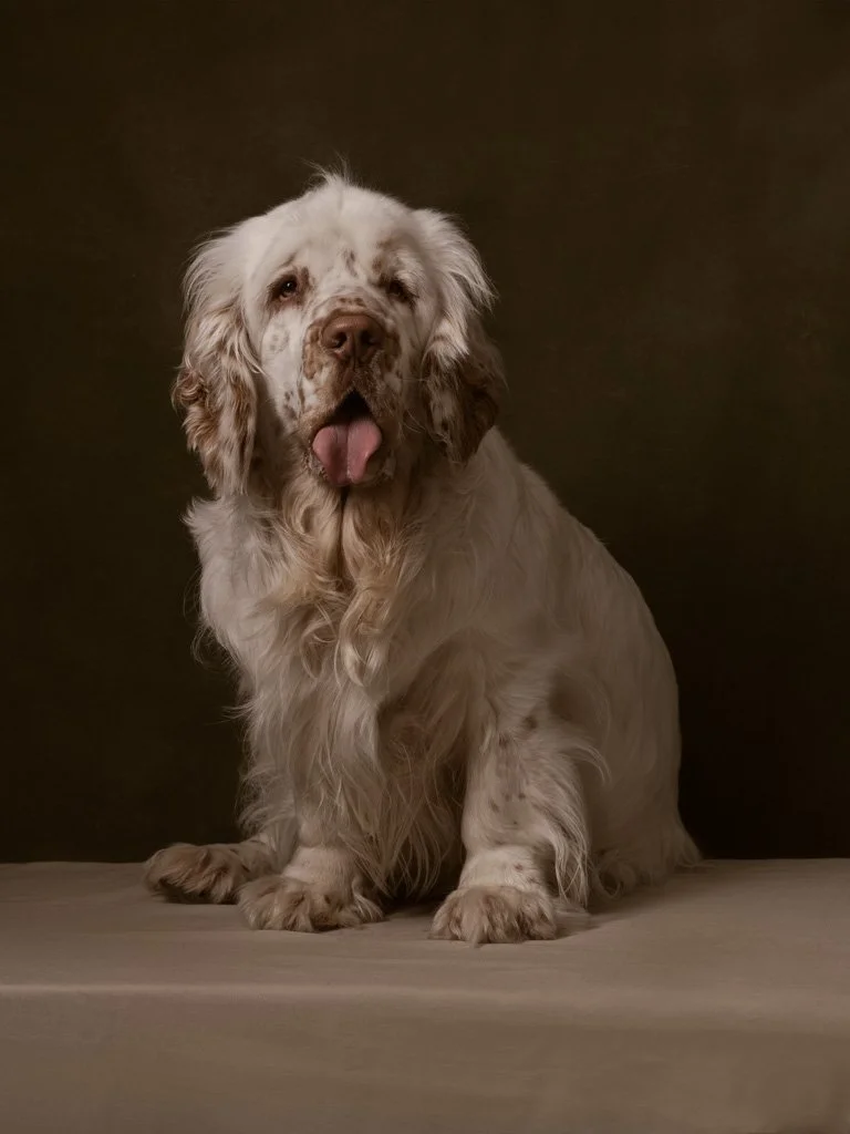 kaat-stieber-portet-hond-kunst.jpg