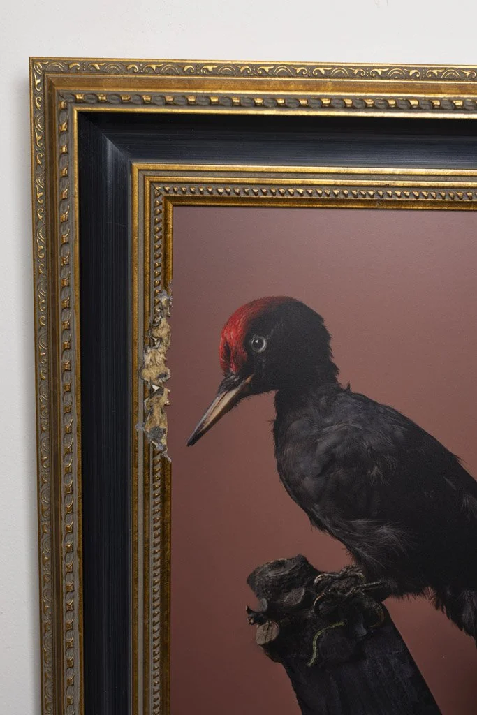 kaat-stieber-black-woodpecker-framed-2659.jpg