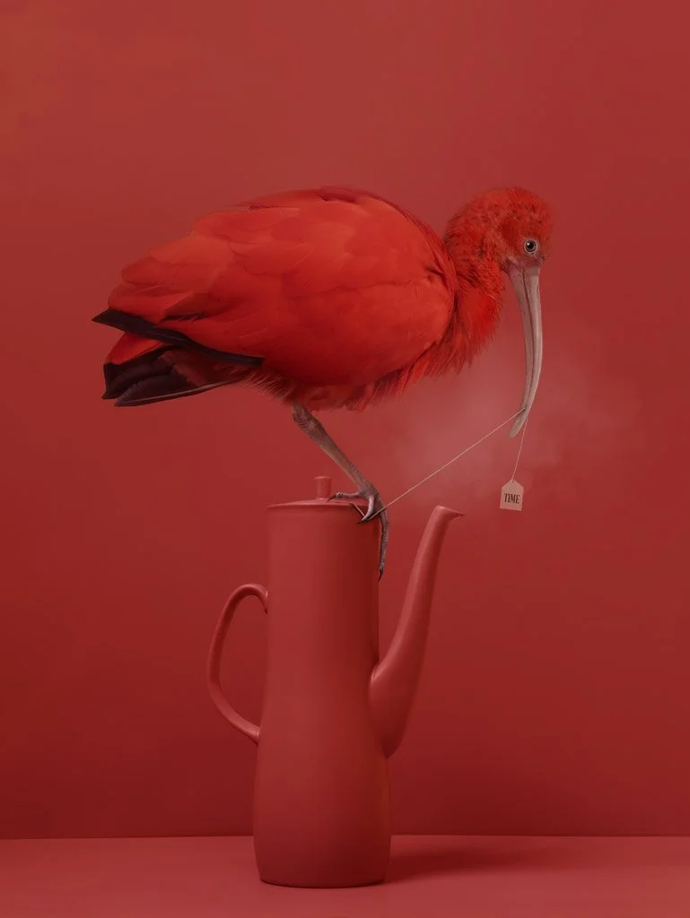 Een rode ibis zit op een rode waterkoker, met een theezakje aan de snavel dat 'TIME' zegt.