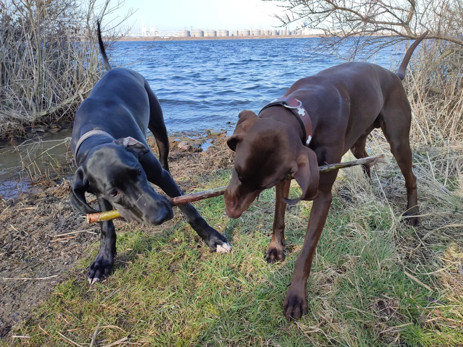 Zwei Hunde spielen am Ufer eines Sees mit einem Stock; im Hintergrund sind Industrieanlagen zu sehen.
