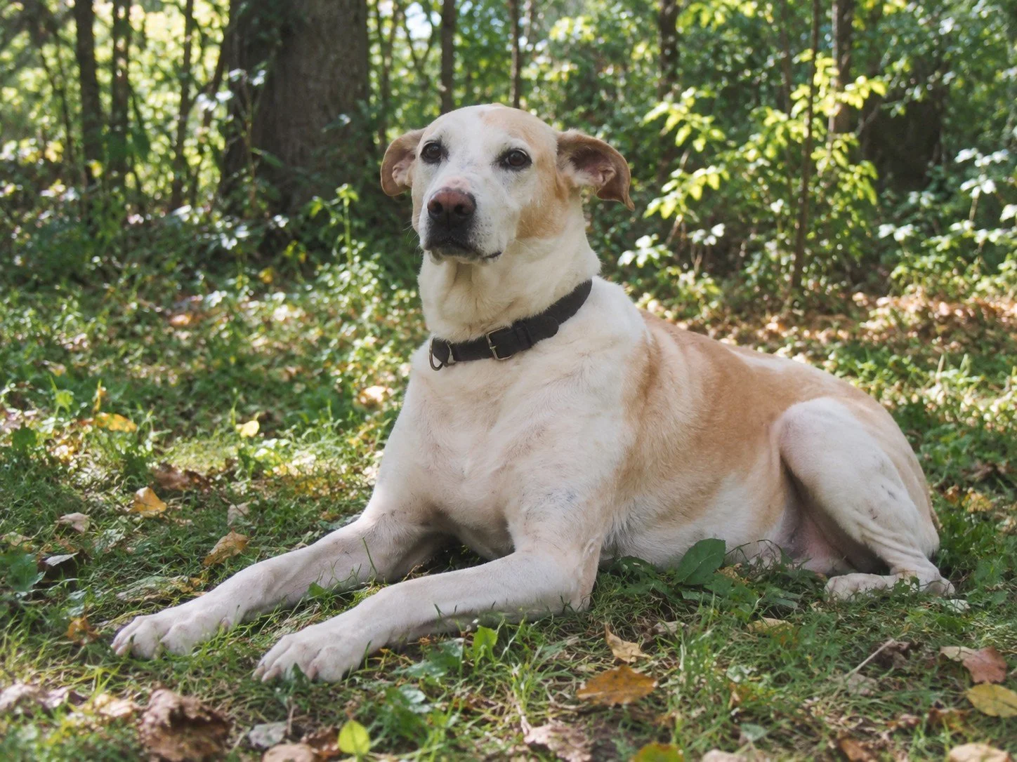 Hellbraun-weißer Hund mit schwarzem Halsband liegt auf einer Wiese im Wald.