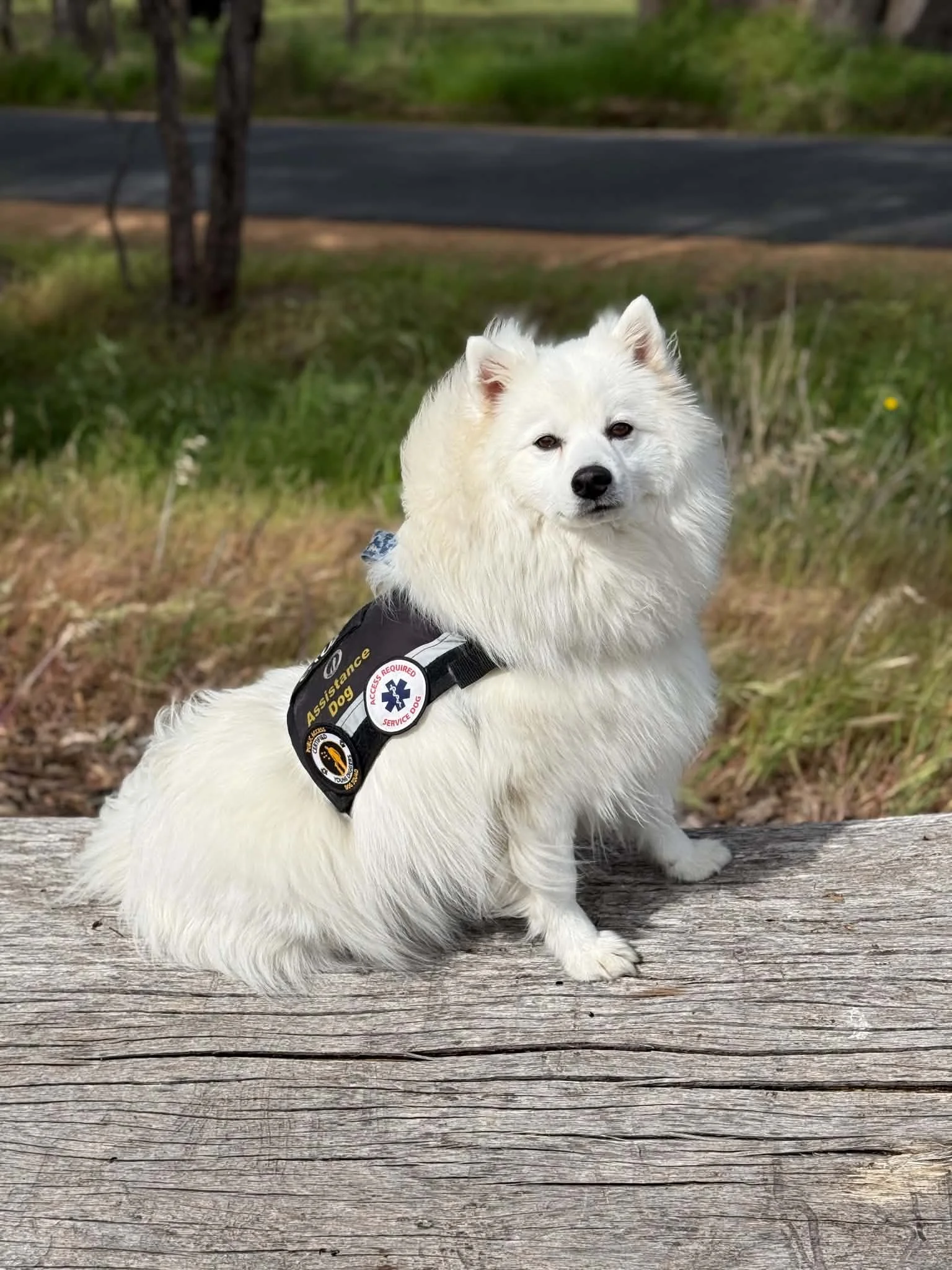 Service Dogs in the Public and Community 