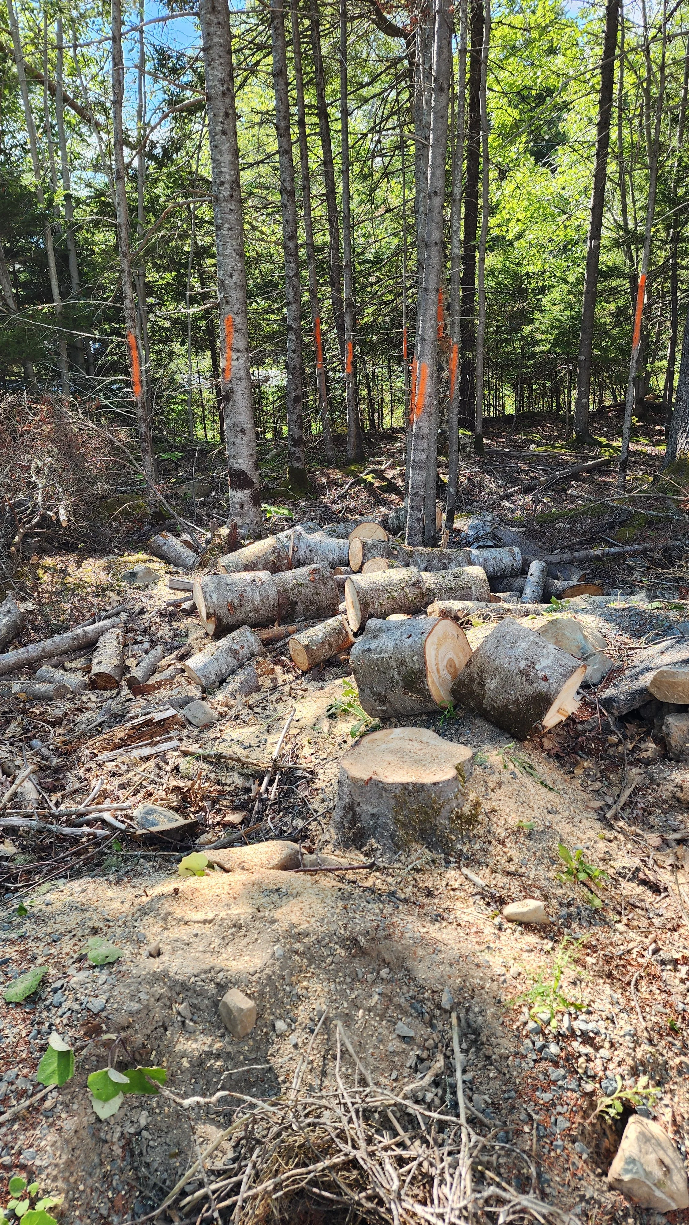 Wood chunked up for the customer, many others marked for removal.