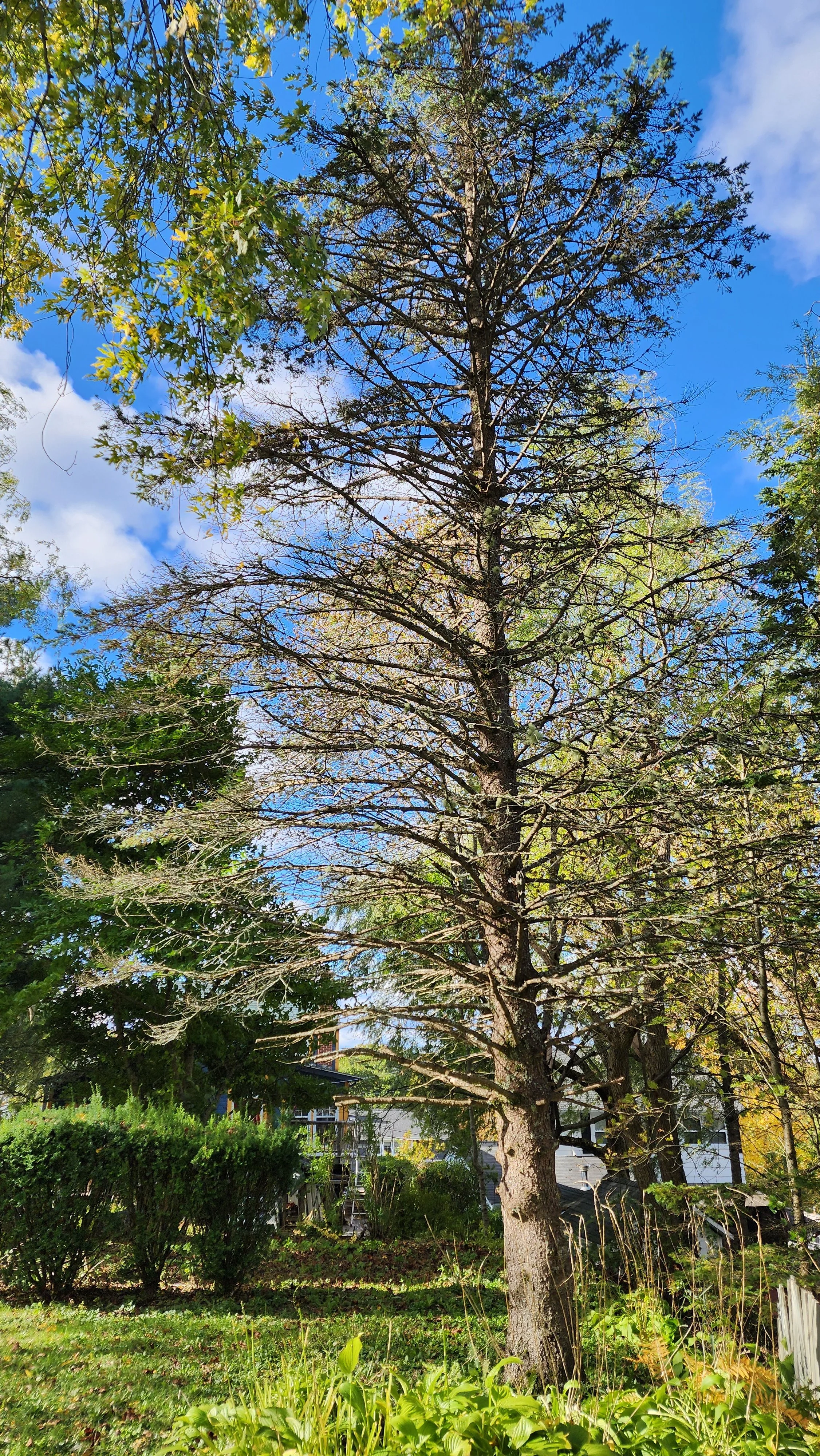 The next Mean Tree to come down.