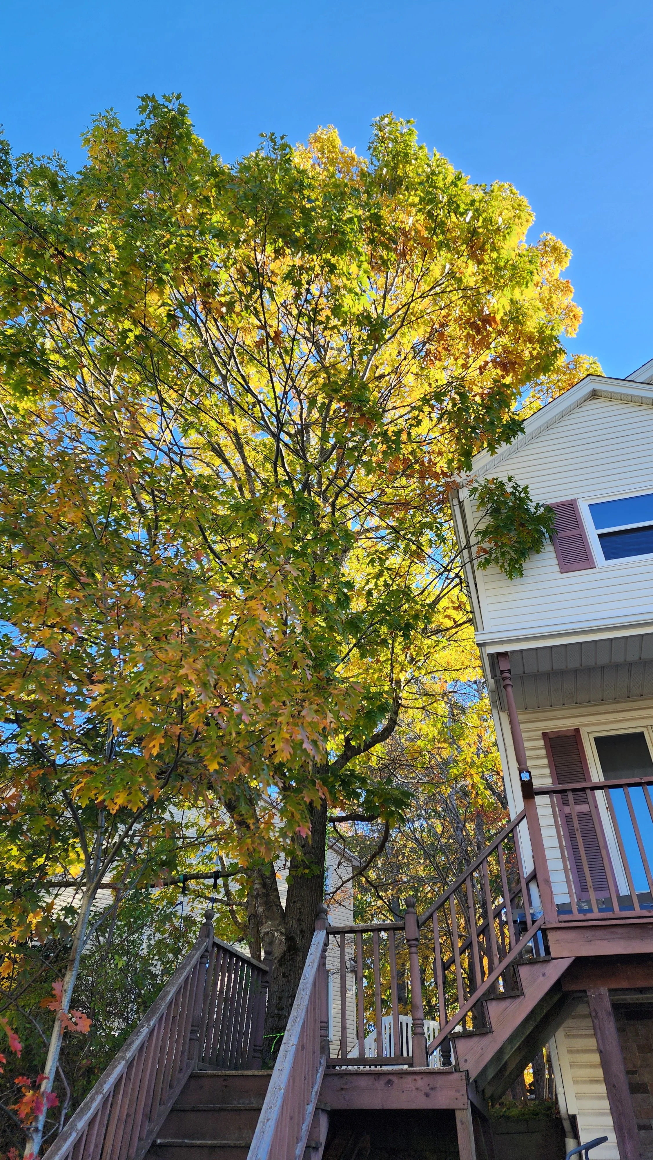 Frontal view of before pruning