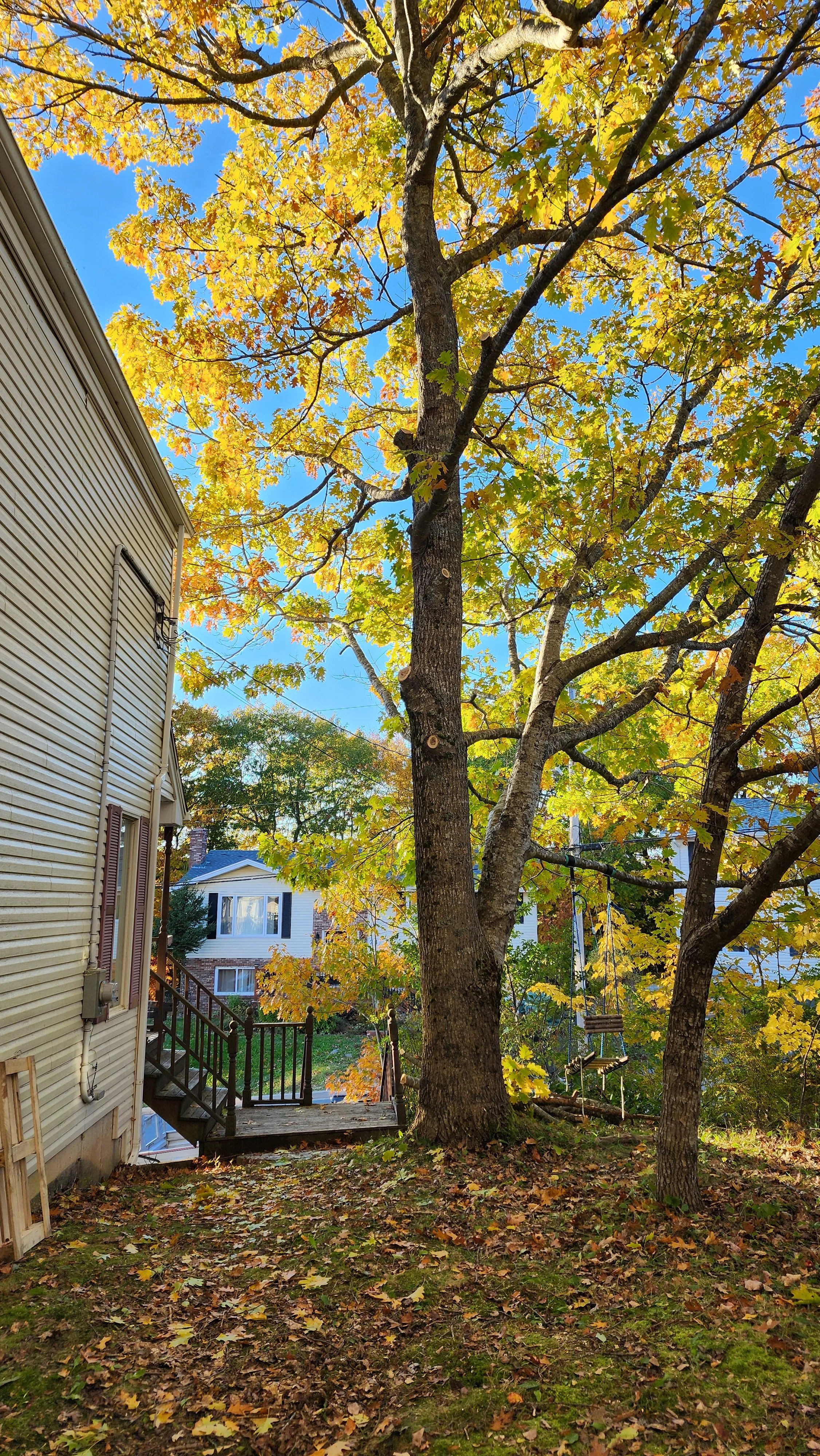 After Photo of pruning, also removed a lot of smaller dead branches during pruning.