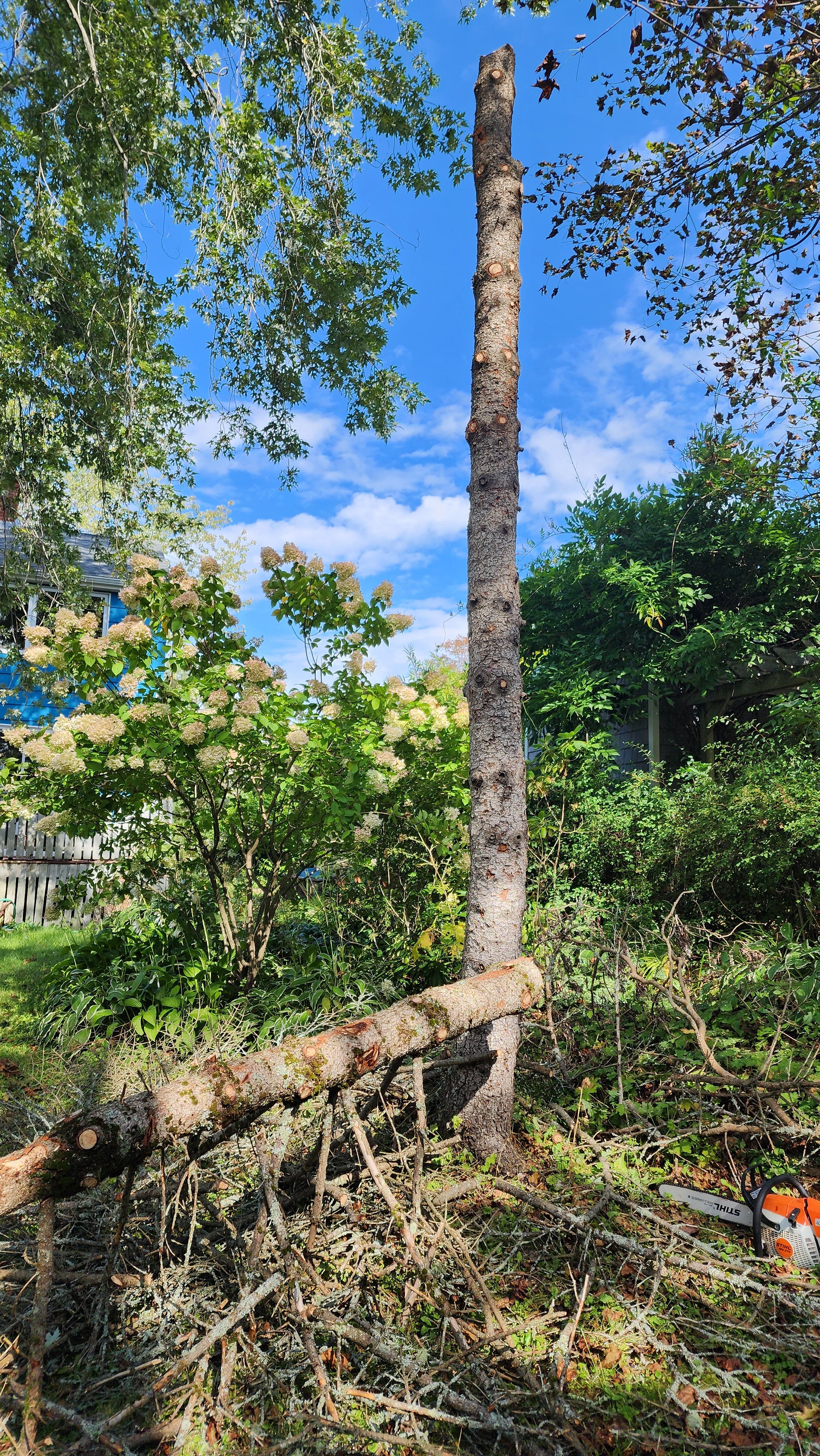 Climbed roughly halfway to allow for tree to fit in the "drop zone".