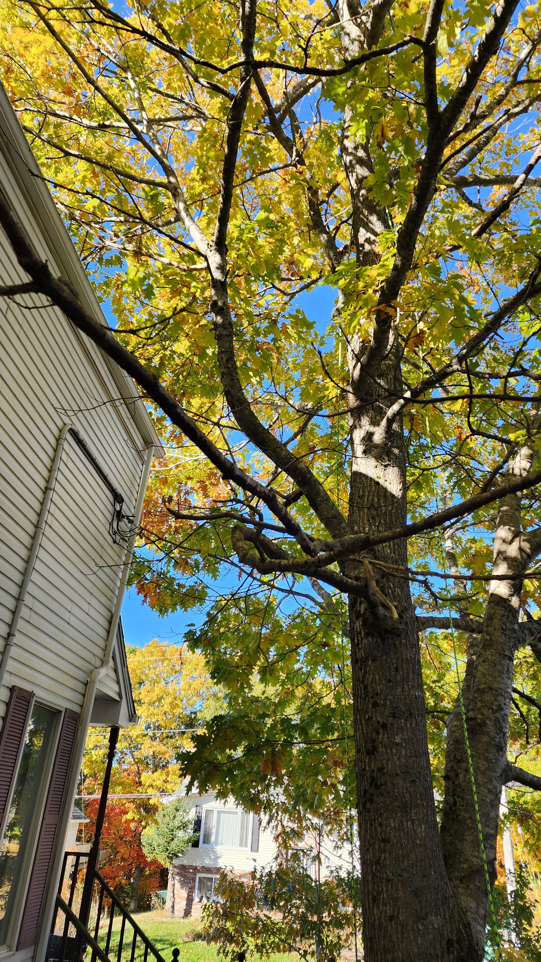 Pruning branches away from house