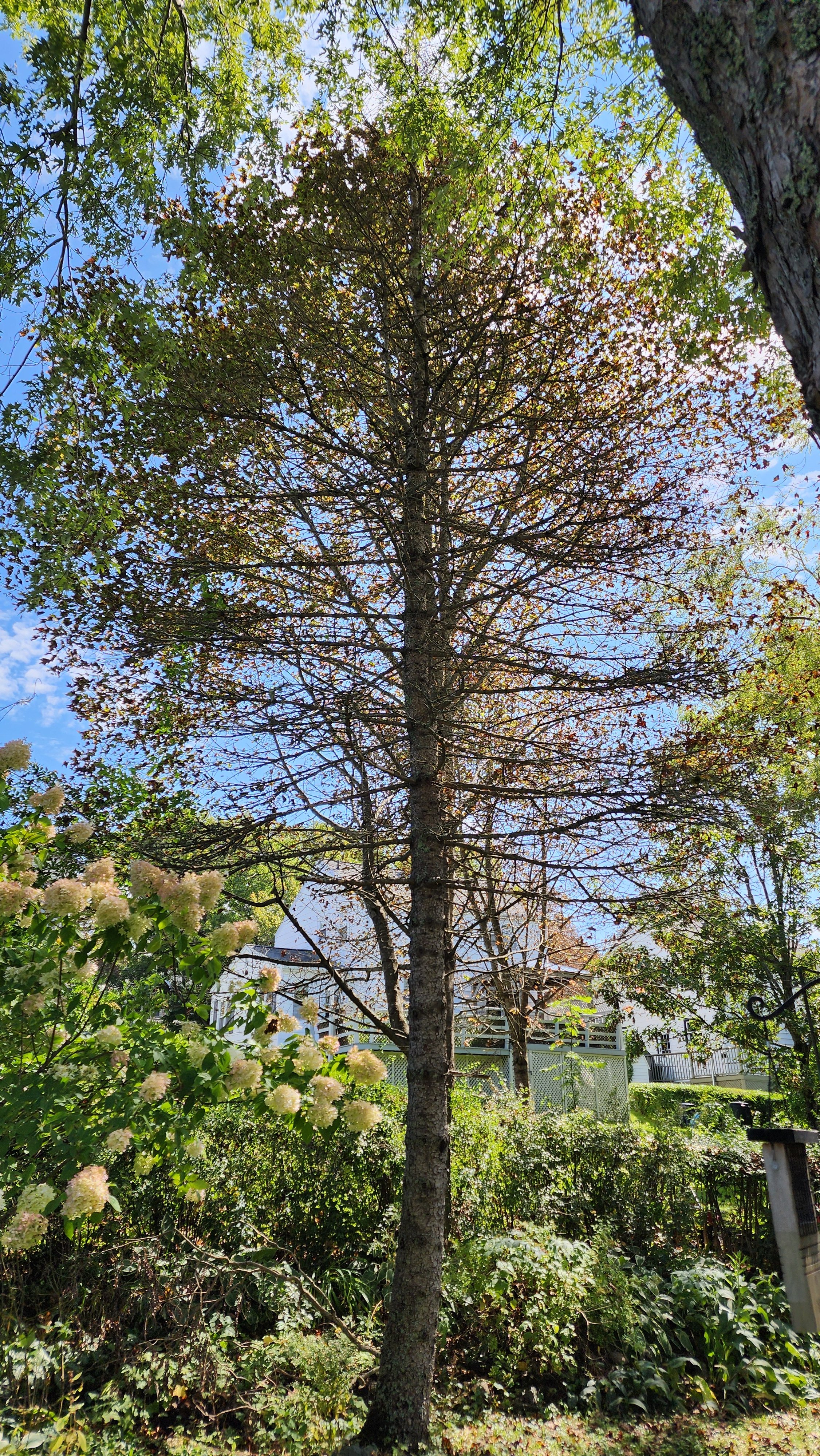Removal of old spruce