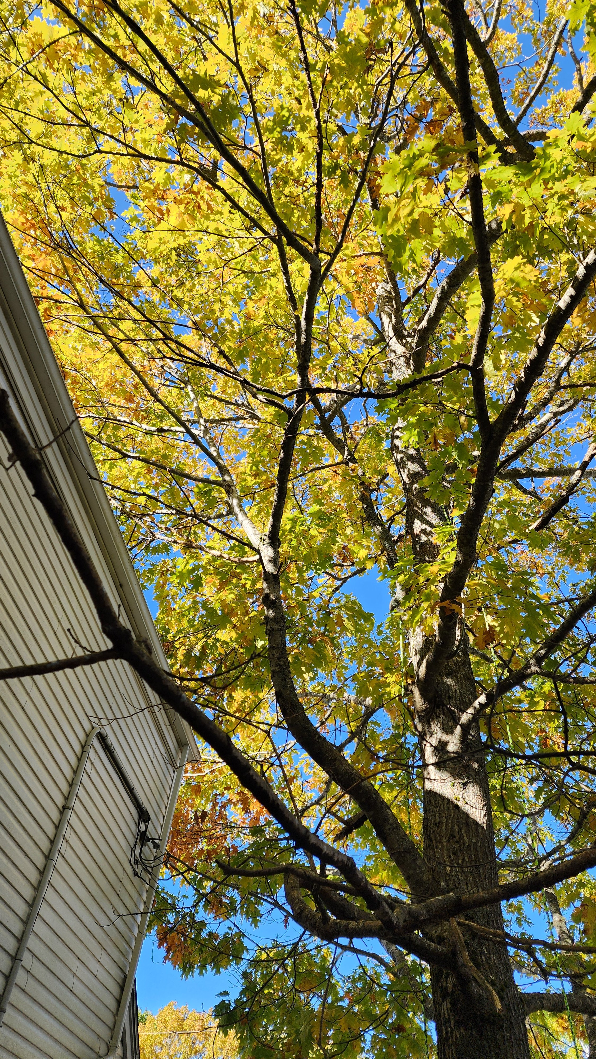 Branches to be pruned.