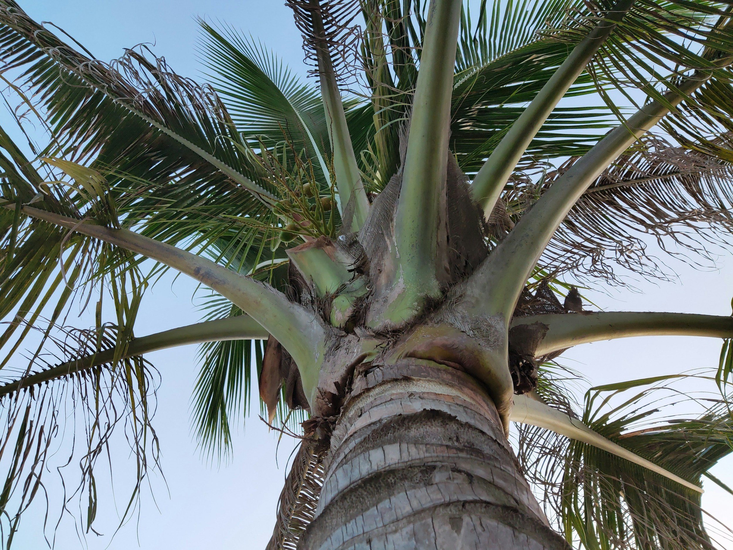 View of a tall palm tree from below, showing its trunk and green fronds against a clear blue sky.