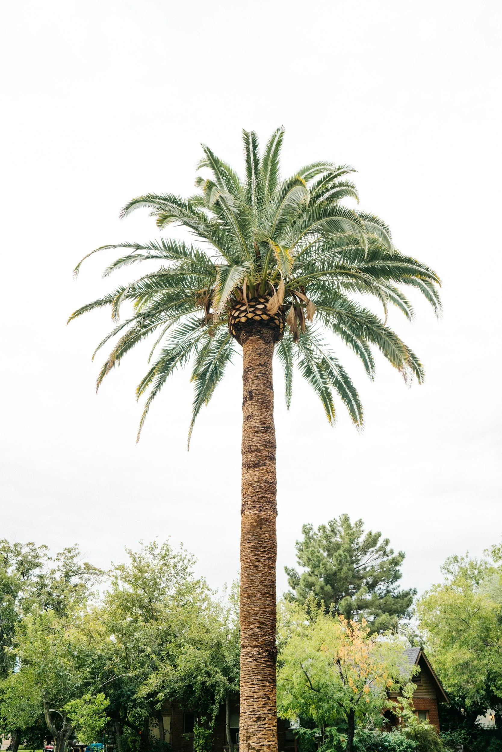 Tall palm tree with green fronds stands in front of a house and other trees in a suburban neighborhood.