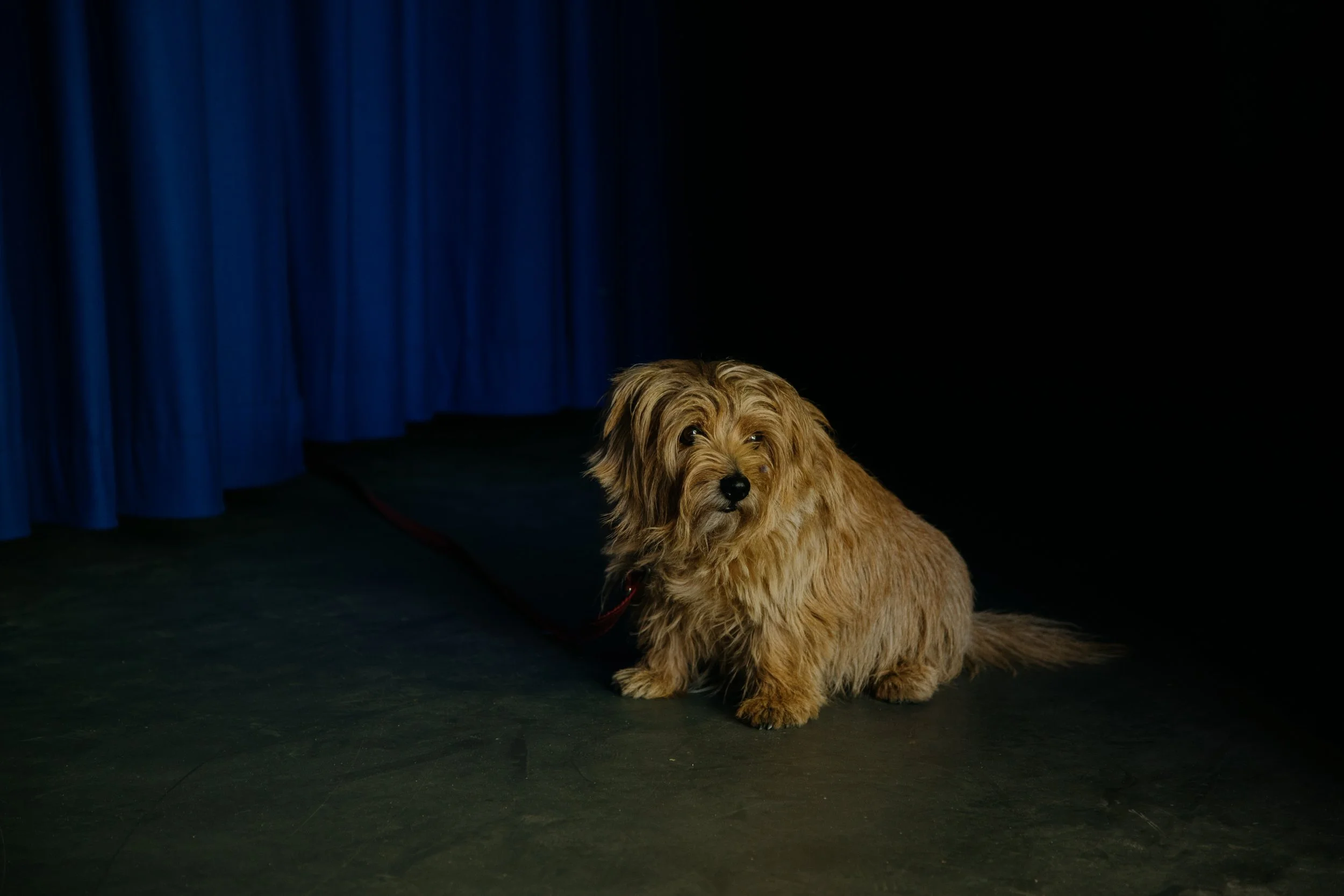 Ein anhänglicher Hund mit braunem, gelocktem Fell sitzt vor einem schwarzen Hintergrund und blauer Bühne.