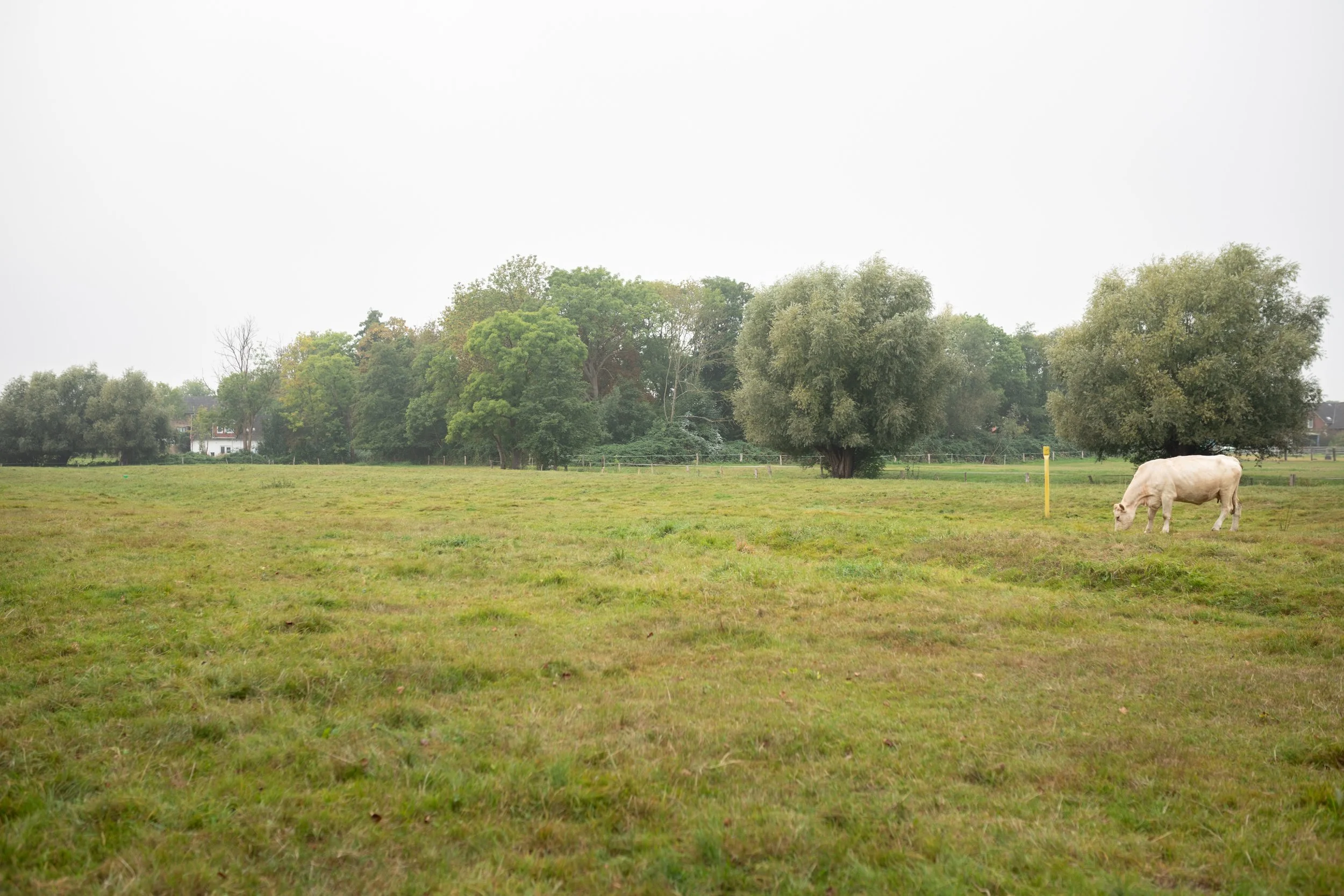 Eine offene Wiese mit mehreren Bäumen und einem weißen Kuh im Vordergrund auf der rechten Seite.
